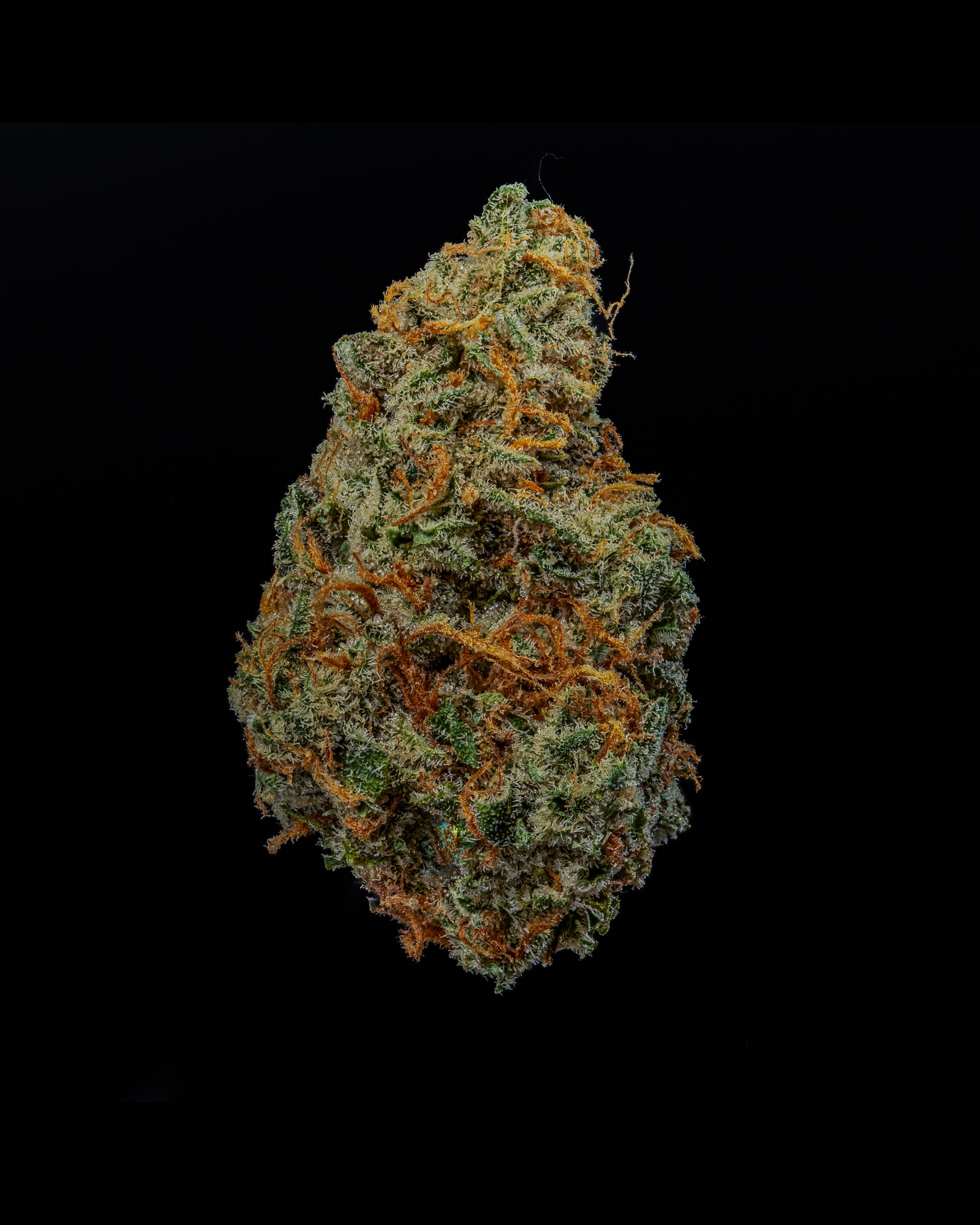 Golden Goat flower