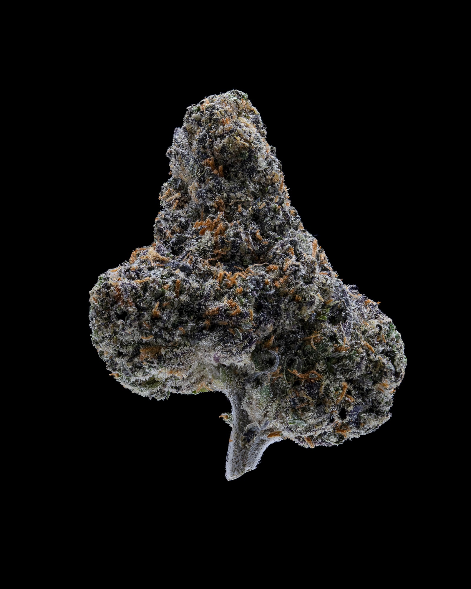 Sherbanger flower