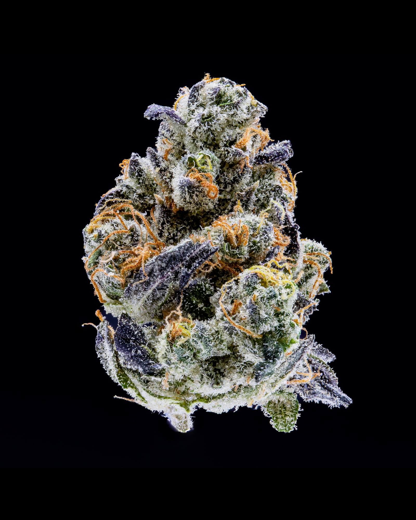 Sour Sniffits flower