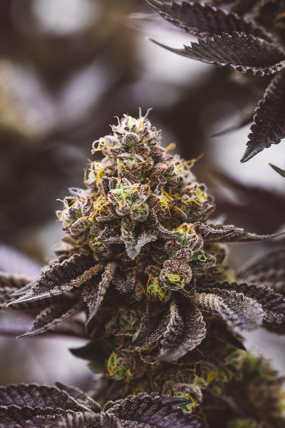 Cannabis plants growing in the JAR Cannabis research and development garden