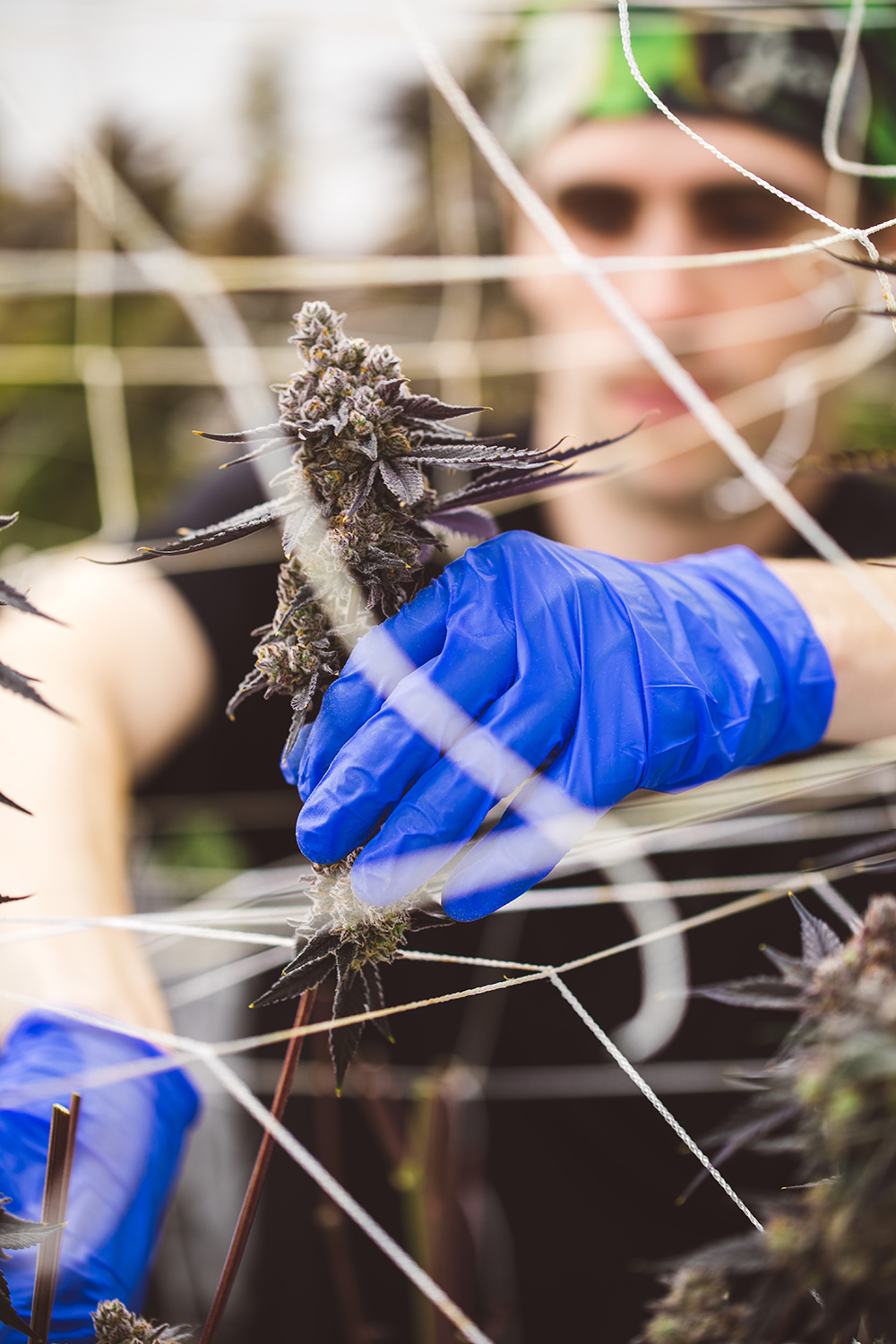 JAR Cannabis cultivator Trevor inspecting plants in the R&D room